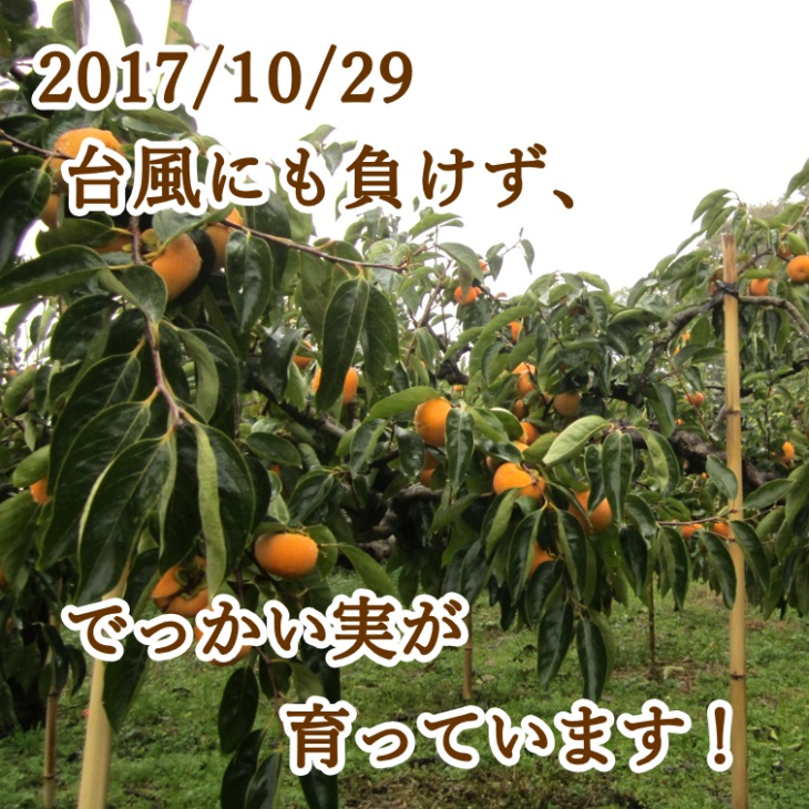 2017年10月29日 台風にも負けず、でっかい実が育っています!