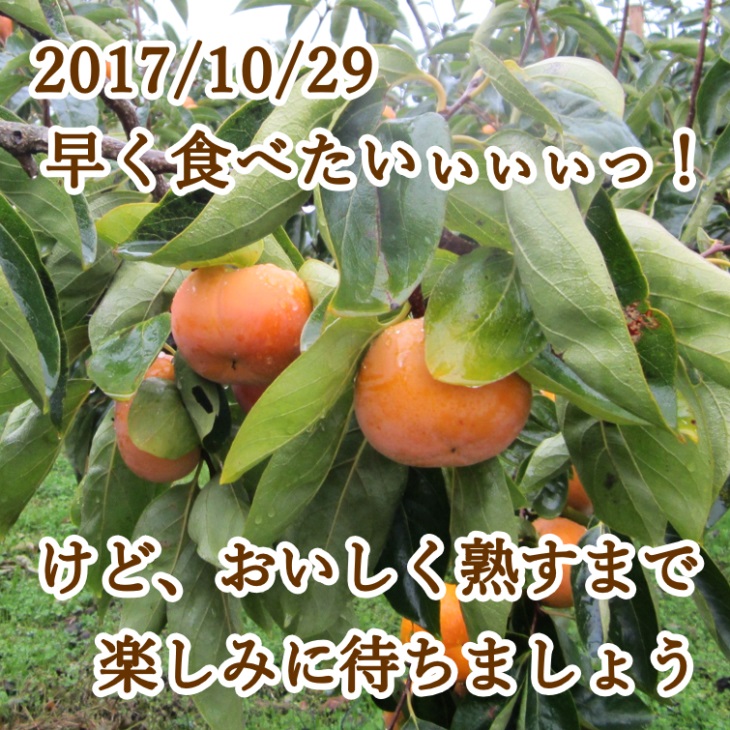 2017年10月29日 早く食べたいぃぃぃっ!けど、おいしく熟すまで楽しみに待ちましょう