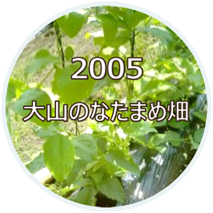 2005 大山のなたまめ畑