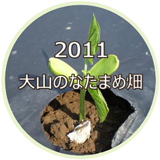 2011 大山のなたまめ畑