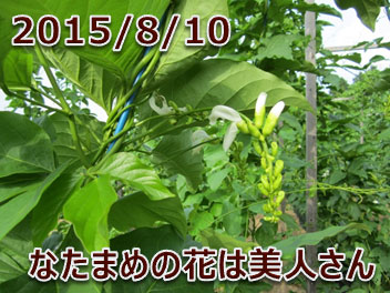 2015/8/10 なたまめの花は美人さん