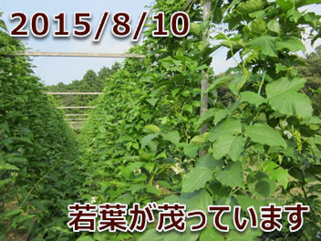 2015/8/10 若葉が茂っています