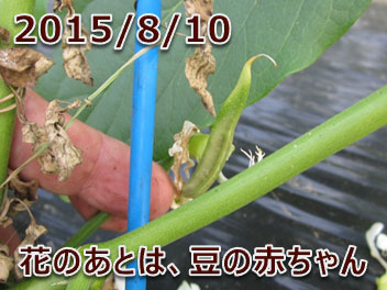 2015/8/10 花のあとは、豆の赤ちゃん