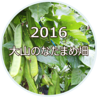 2016 大山のなたまめ畑