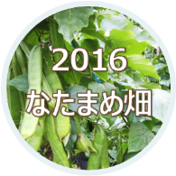 2016 大山のなたまめ畑