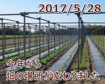 2017/5/28 今年から畑の場所が変わりました