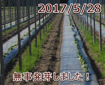 2017/5/28 無事発芽しました！