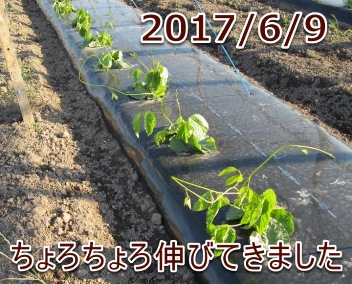 2017/6/9 ちょろちょろ伸びてきました