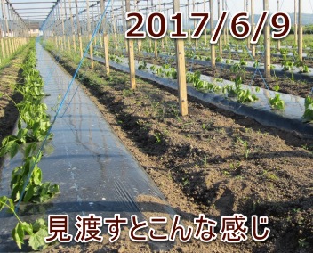 2017/6/9 見渡すとこんな感じ