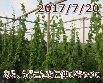 2017/7/20 あら、もうこんなに伸びちゃって