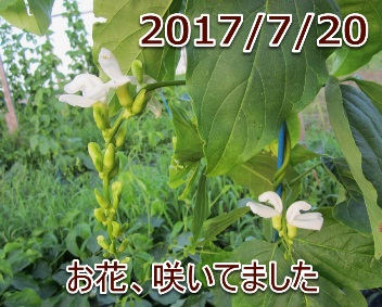 2017/7/20 お花、咲いてました