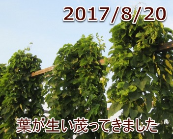 2017/8/20 葉が生い茂ってきました