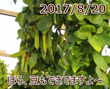 2017/8/20 ほら、豆もできてますよ～